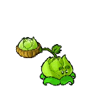 卷心菜投手