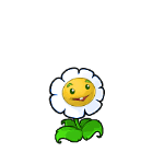 金盏花